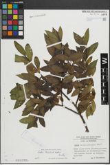 Foto von Salix mielichhoferi Saut.